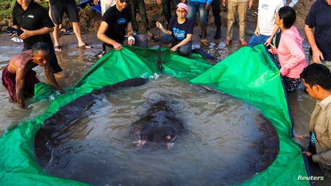 وزنها 300 كيلوغرام.. كمبودي يصطاد أضخم سمكة مياه عذبة في العالم