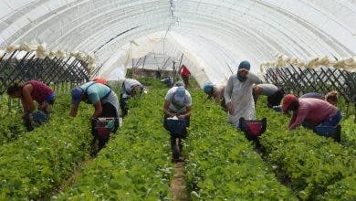 Photo of “العبور الصيفي” يُصعب عودة آلاف العاملات المغربيات بحقول الفرولة الاسبانية