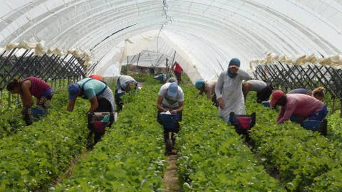 “العبور الصيفي” يُصعب عودة آلاف العاملات المغربيات بحقول الفرولة الاسبانية