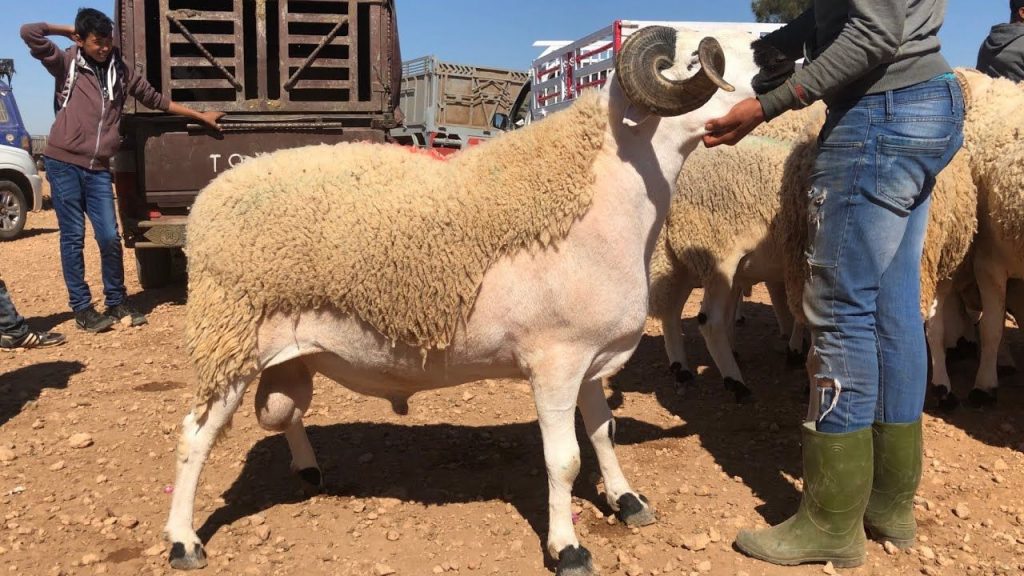 "البام" يدعو السلطات إلى تكثيف الجهود التنظيمية الخاصة باقتناء الأضاحي