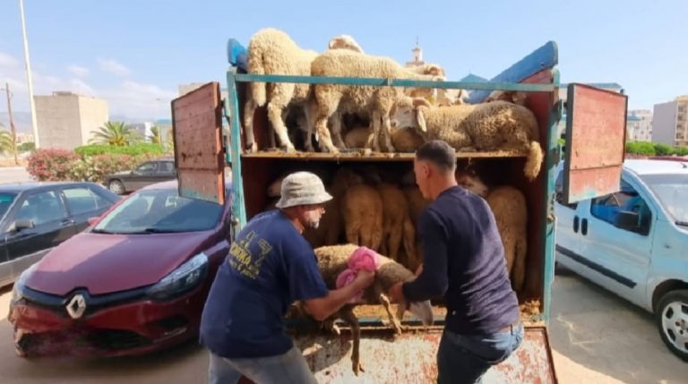 في بادرة إجتماعية.. توزيع أضاحي العيد على القيمين الدينيين وأراملهم بالناظور