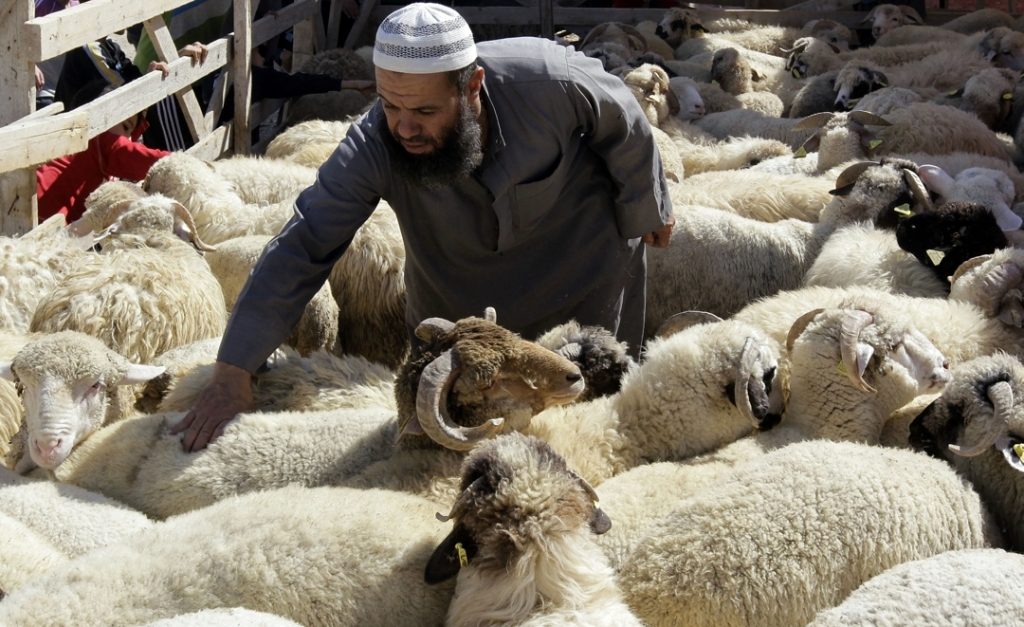 أسر تلجأ ل"الكريدي" لاقتناء أضحية العيد وسط اختلاف فتاوى علماء الدين