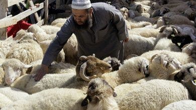 Photo of أسر تلجأ ل”الكريدي” لاقتناء أضحية العيد وسط اختلاف فتاوى علماء الدين
