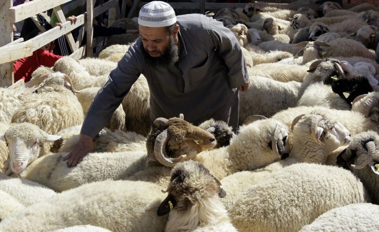 أسر تلجأ ل"الكريدي" لاقتناء أضحية العيد وسط اختلاف فتاوى علماء الدين