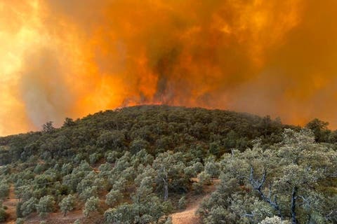 حريق تازة.. النيران تأتي على 550 هكتار ولا خسائر بشرية