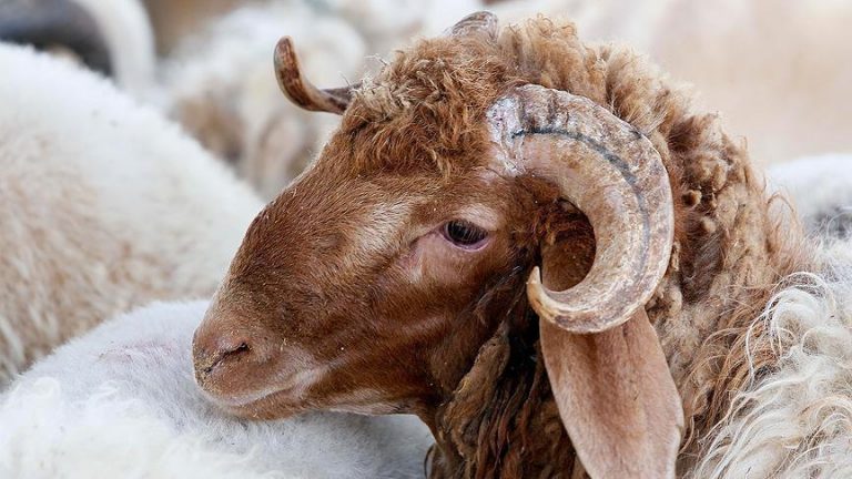 يهم البيضاويين.. مجلس المدينة يوفر خدمة إيواء وذبح الأضاحي