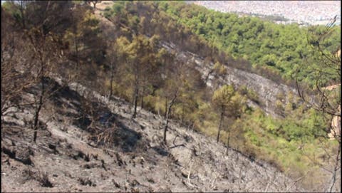 منظمة التعاون الإسلامي تعرب عن تضامنها مع المغرب جراء حريق غابة “كدية الطيفور”