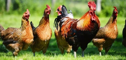 إقليم ستافروبول الروسي يصدر لحوم الدجاج إلى البحرين وقطر لأول مرة