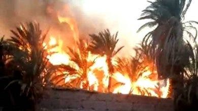 Photo of طاطا .. اندلاع حريق بواحة فم الحصن والجهود متواصلة لاخماده