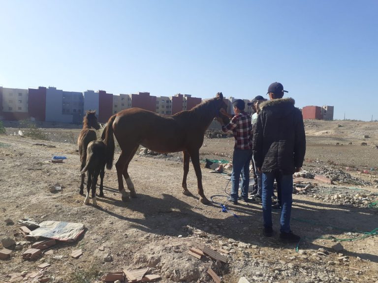 بعد مهزلة الدواب بالشوارع العامة.. قائد بسطات يطلق حملة واسعة