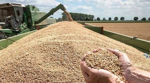خبراء يتوقعون استيراد المغرب 5 ملايين طن من القمح