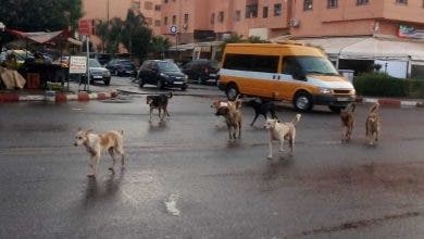 Photo of بعد حملة تحرير الملك العام.. سلطات البيضاء تحارب الكلاب الضالة بالمدينة