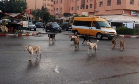 بعد حملة تحرير الملك العام.. سلطات البيضاء تحارب الكلاب الضالة بالمدينة