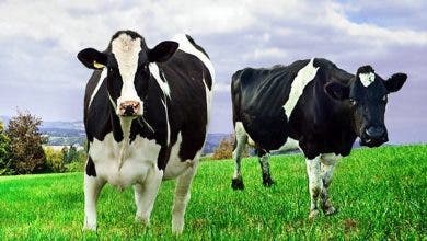 Photo of الحكومة توقف استيفاء رسم الاستيراد المفروض على الأبقار