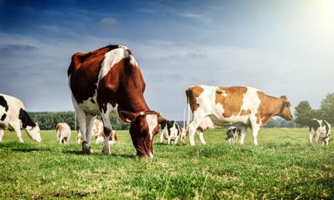 قرار منع بيع الأبقار الحلوب يفتح النقاش داخل البرلمان