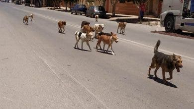 Photo of وزارة الداخلية ترصد 22 مليون درهم للقضاء على الكلاب الضالة بعدد من المدن