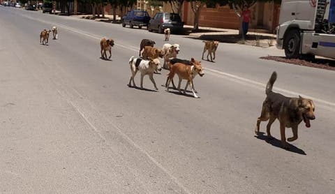 وزارة الداخلية ترصد 22 مليون درهم للقضاء على الكلاب الضالة بعدد من المدن