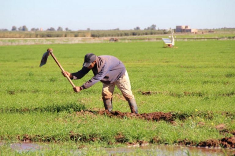 التساقطات المطرية تنعش الموسم الزراعي و تعيد البسمة للفلاحين