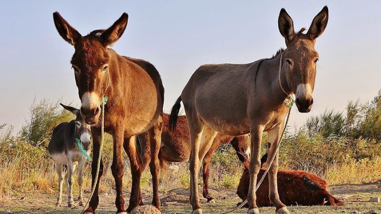الجزائر.. العثور على رؤوس وبقايا حمير مذ.بوحة في البويرة