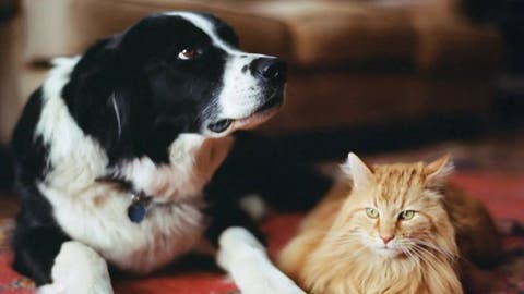دراسة: فائدة غير متوقعة لتواجد القطط والكلاب مع الأطفال