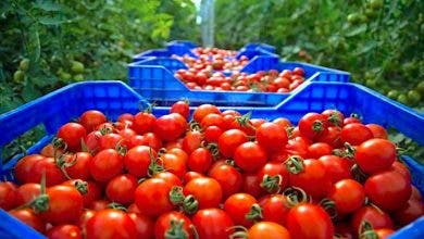 Photo of أزمة تصدير الطماطم الى الخارج تحت مجهر الحكومة