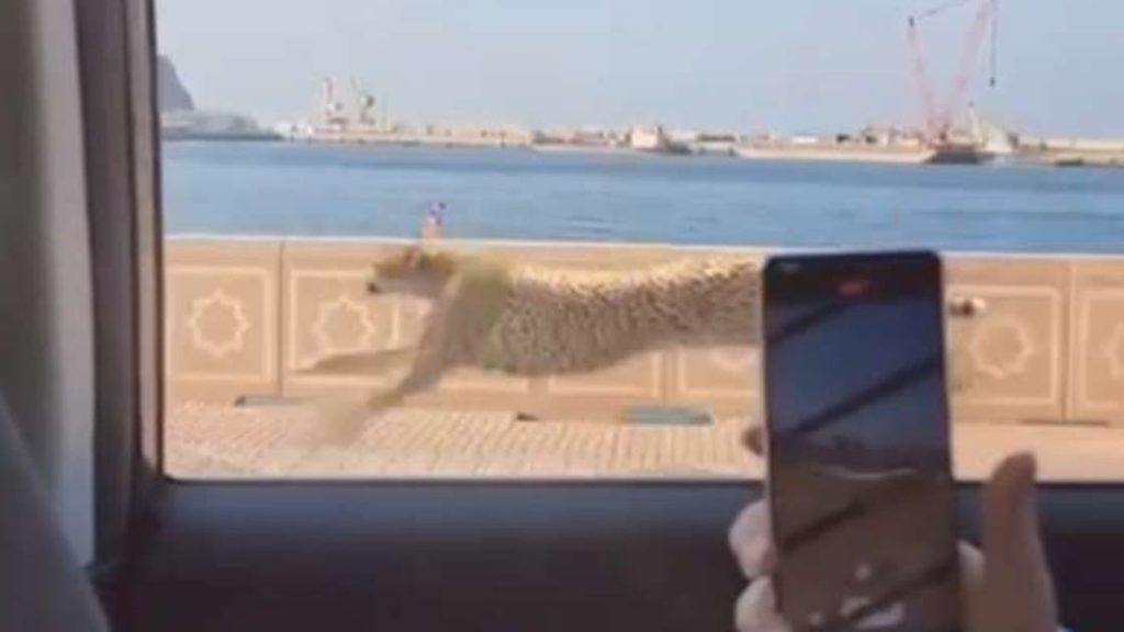 شاهد فهداً يركض بشوارع مسقط يثير جدلاً..إليكم القصة