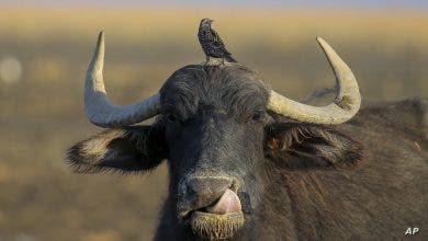 Photo of جاموس أم بقر… تساؤلات على مواقع التواصل حول “أبقار” البرازيل”