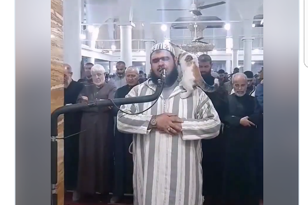 فيديو طريف.. قطة تصعد على كتف إمام مسجد أثناء صلاة التراويح