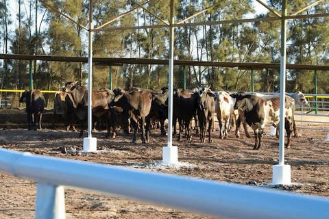 حزب من الأغلبية يسائل الحكومة عن جودة الأبقار المستوردة من البرازيل