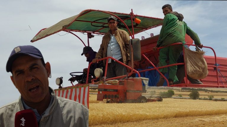 موسم الحصاد.. الجفاف وقلة التساقطات يقللان إنتاج الحبوب " فيديو"