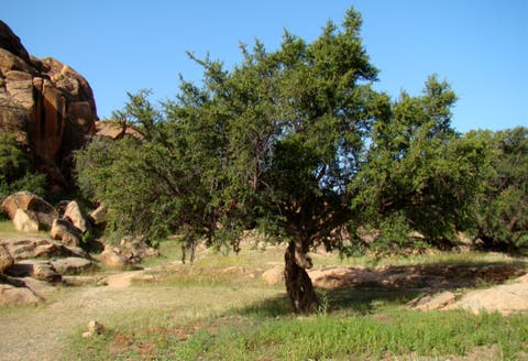 المغرب والأمم المتحدة يحتفلان باليوم العالمي لشجرة الأركان يوم 10 ماي بنيويورك