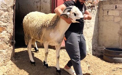 مربو المواشي: “القطيع المتوفر حاليا يكفي لكل المغاربة في عيد الأضحى”