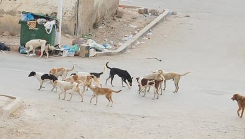عشرات الكلاب الضالة تثير الرعب ضواحي المحمدية وسط تجاهل السلطات