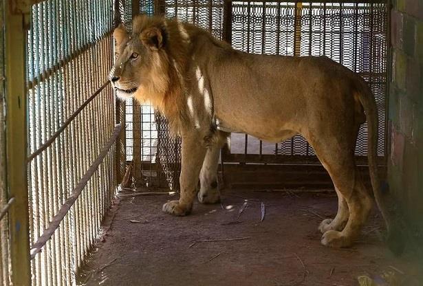 مصرع طفل بعضّة أسد في حديقة للحيوانات بغزة