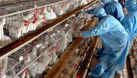 البرازيل تعلن حالة الطوارئ الصحية بعد اكتشاف 5 إصابات بأنفلونزا الطيور