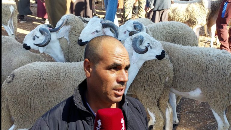 أجواء العيد بالأسواق.. الأغنام المستوردة تخلق الفارق " فيديو"