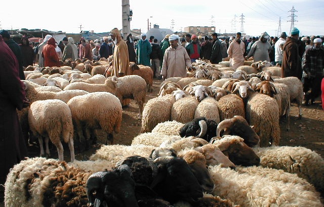 عالم دين يجيب.. هل يجوز الاقتراض لشراء أضحية العيد؟