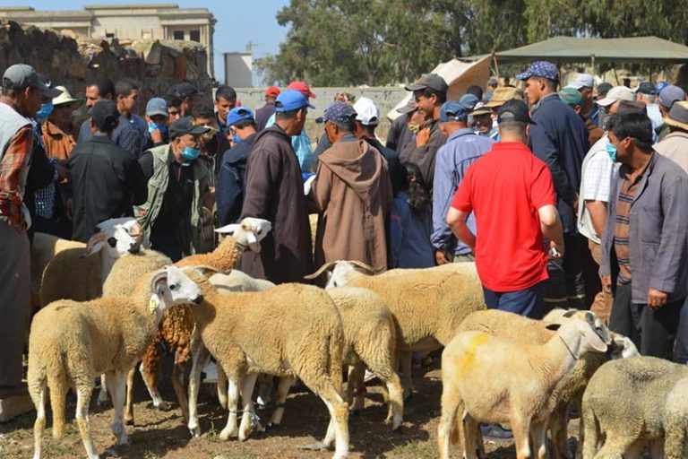 ظاهرة مقلقة.. نفوق عدد من الأكباش بمختلف مناطق المغرب
