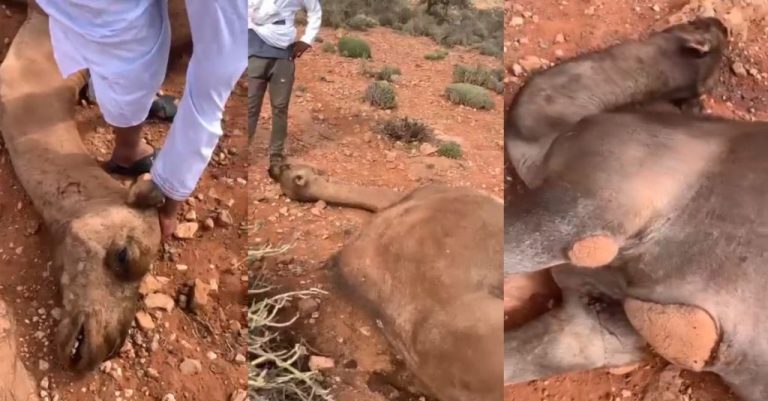 نفوق رؤوس من الابل بتزنيت والسلطات تفتح تحقيق