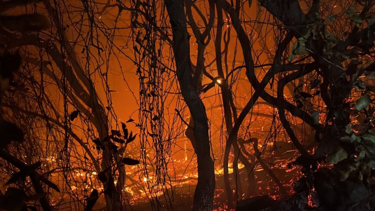 حريق غابة مغراوة بتازة ..المدير الاقليمي يكشف الحصيلة