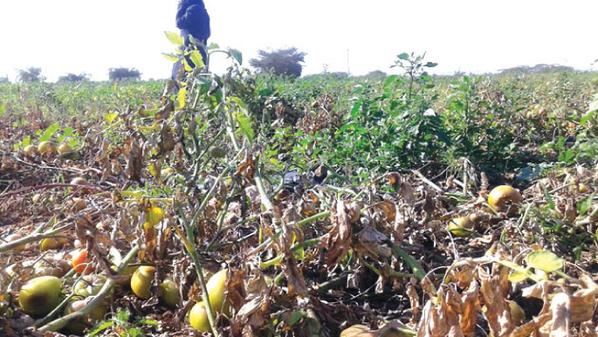 الفلاحون المغاربة يطالبون وزارتهم بجرد خسائر موجة الحرارة