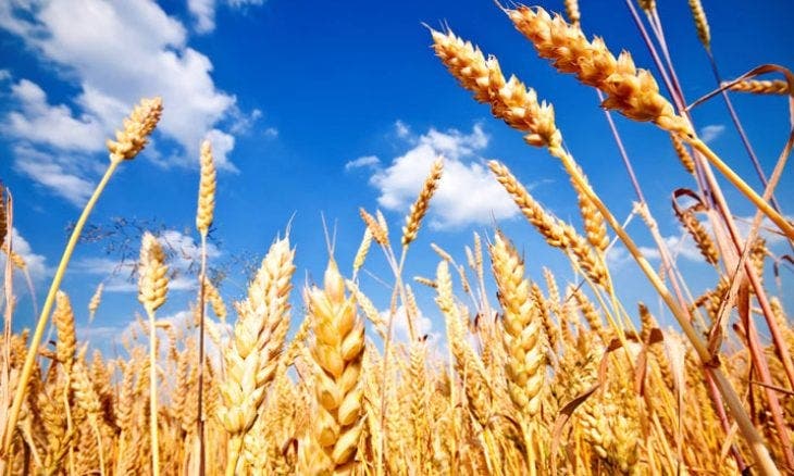 المغرب يقدم دعماً لاستيراد مليوني طن من القمح