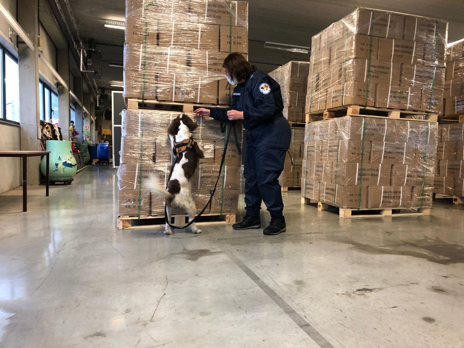 حجز 308 كيلوغراما من الكوكايين بميناء "انتفيربن" ببلجيكا 1 حجز 308 كيلوغراما من الكوكايين بميناء "انتفيربن" ببلجيكا