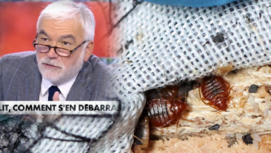 Photo of صحفي فرنسي يربط انتشار حشرات “البق” بالمهاجرين السريين