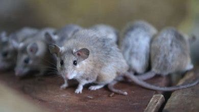Photo of دراسة: الفئران لديها “مخيلة مكانية”