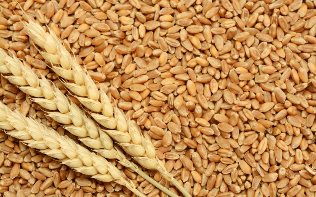 تموين القمح في المغرب تحت الضغط وسط اضطرابات عالمية