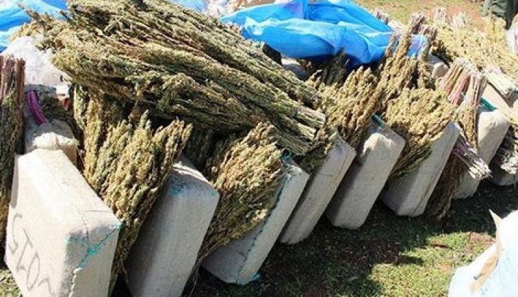 العرائش.. حملات واسعة للدرك تسفر عن حجز كميات كبيرة من "الكيف"