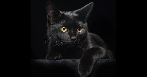 قطط “نووية مشعة ” تثير الرعب في منطقة ببريطانيا