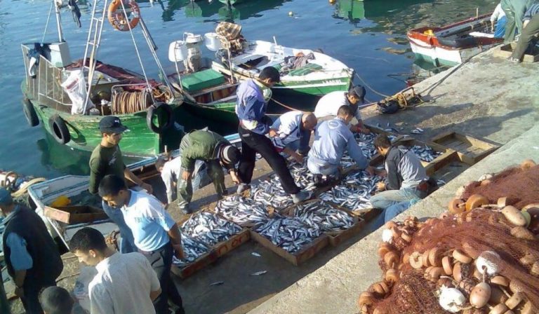 ميناء طنجة يسجل ارتفاعًا في مفرغات الصيد البحري