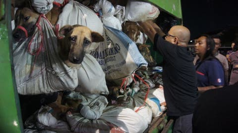 الشرطة الأندونيسية تضبط شاحنة تنقل 200 كلبا معدة للاستهلاك